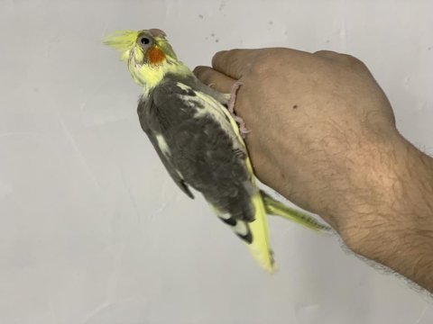 Sultan papağanı yem kırmasına bir hafta var