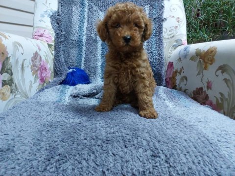 Red brown orijinal dişi poodle yavrumuz