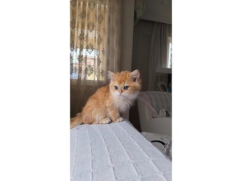 A kalite golden british shorthair bebekler