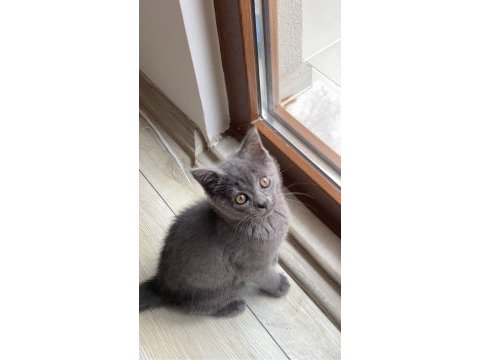 Yavru british shorthair kedimiz