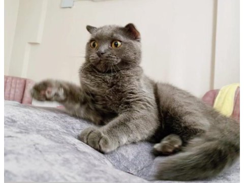 9 aylık evcil scottish fold kül rengi kedi