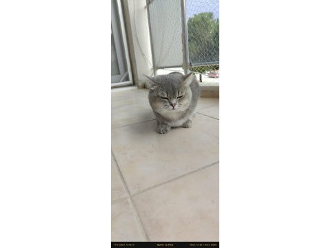 Tamamen takip şartlı british shorthair