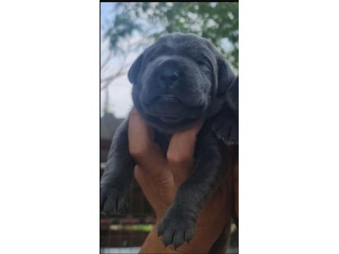 Cane corso yavru
