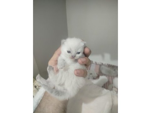 Blue point scottish fold