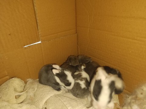 25 günlük hollanda lop tavşanı yavruları