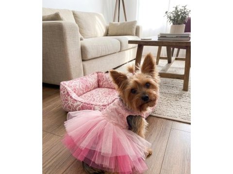 Oyuncu ve sevgi dolu dişi yorkshire terrier