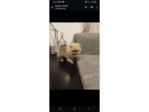 Sevimli pomeranian bebeğim