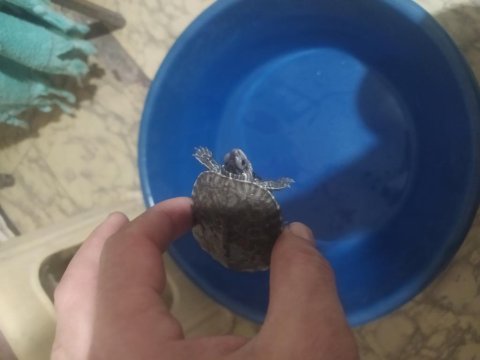 Bebek kaplumbağa