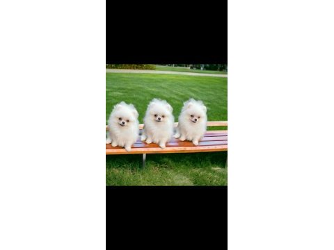 Pomeranian boo teacup
