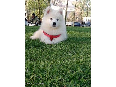 Yakışıklısın dan erkek samoyed