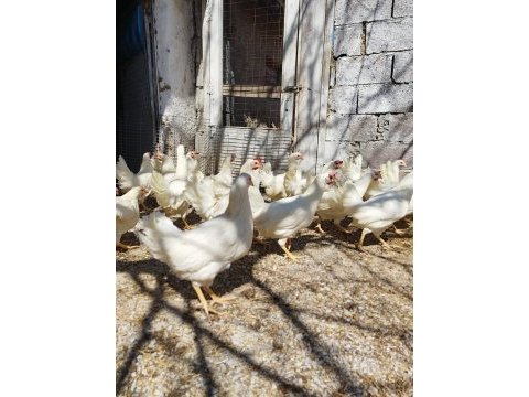 Yumurta tavuğu