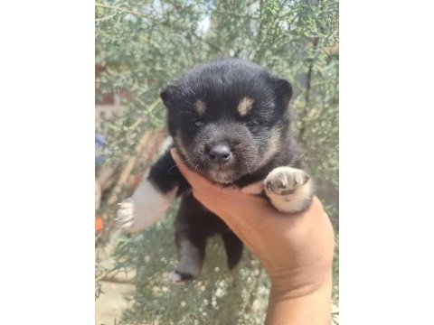 Minyatür akita shiba inu