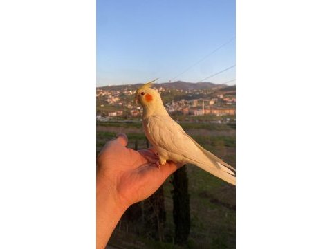 El beslemesi lutino sultan papağanı bebek