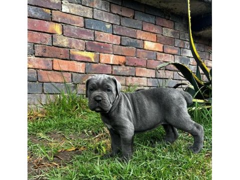 Dişi erkek cane corso kapıda ödemeli güvenli sistem