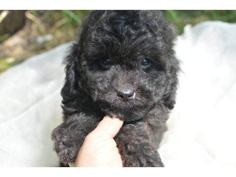 Siyah inci toy poodle bebekler