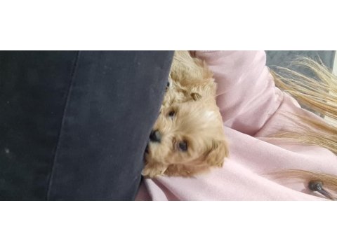 Maltipoo yavrumuz