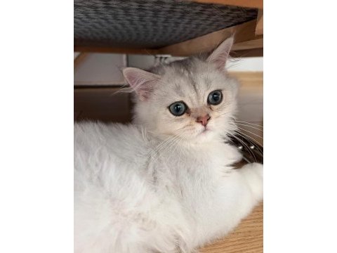 British longhair ns1133