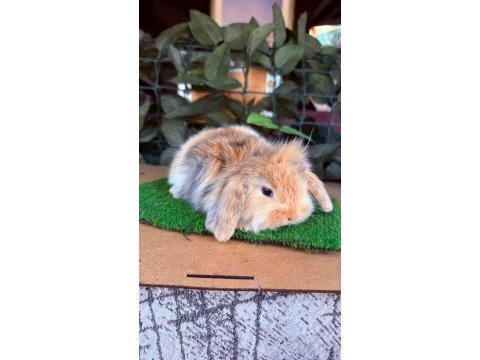 Hollanda lop ve cüce tavşan yavrularımız