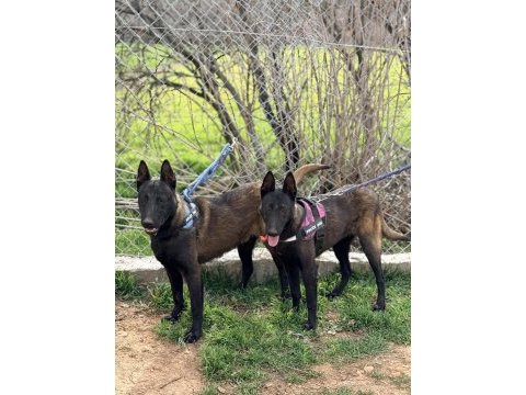 Belcika dark malinois