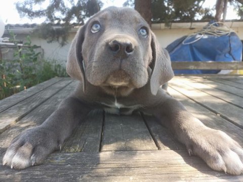 Safkan cane corso yavrular istanbul da