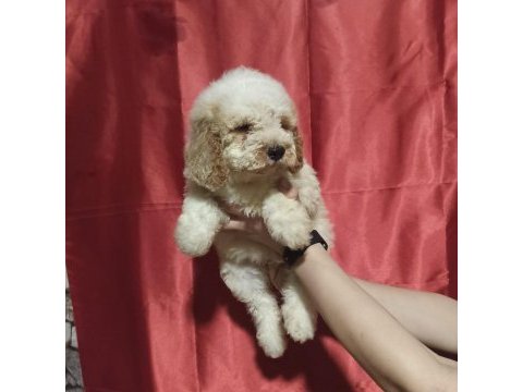 Labradoodle yavrusu