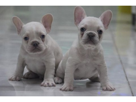 Kaliteli french bulldog yavrular