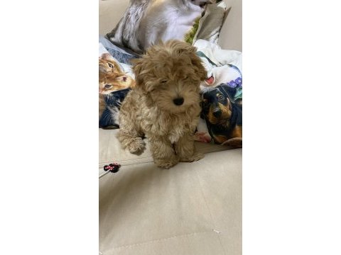 Ev ortamında güzel maltipoo yavru