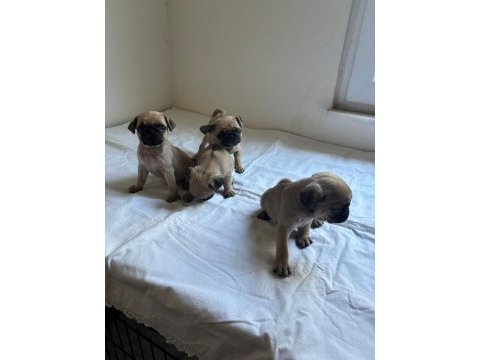 Pink taşıyıcı pug köpekler