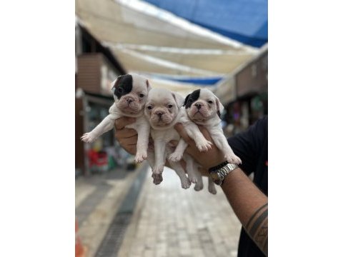 Kar beyaz sağlıklı orjinal french bulldog