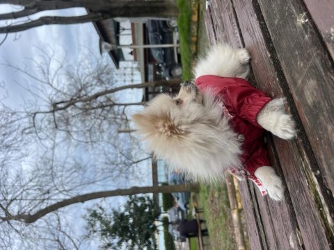 Tilki surat pomeranian
