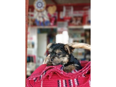 A kalite yorkshire terrier dişi bebekler