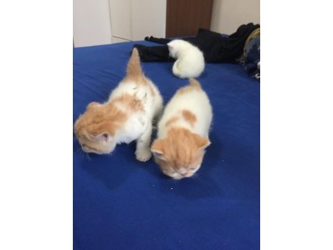 İran persian saf