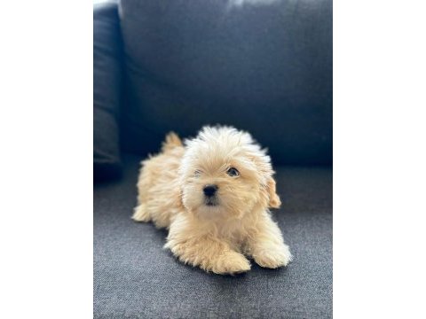 Cindy 2 aylık maltipoo