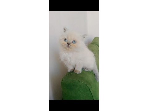 Aşık olacaksınız british longhair