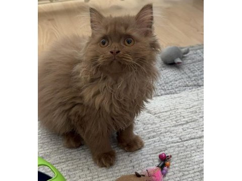 Safkan british longhair cinnamon
