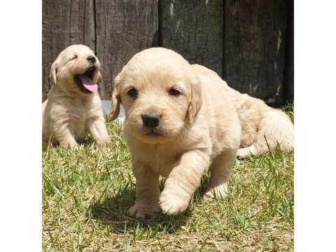 Golden retriever yavruları
