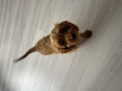 Sahibinden poodle yavrumuzdan ayrılmak zorundayız