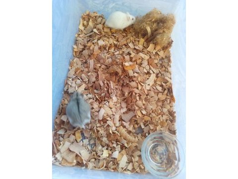 Hamile gonzales hamster