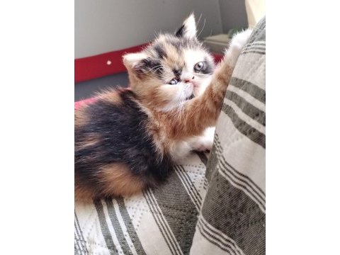 Cfa kayıtlı exotic shorthair anne ve baba yavru