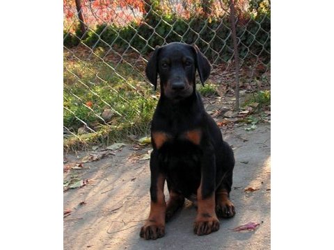 Cadde piyasasının sefiri köpeğimiz