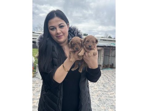 Ufacık toy poodle yavrularım