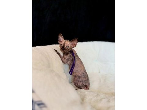 Irk garantili sfenks yavruları