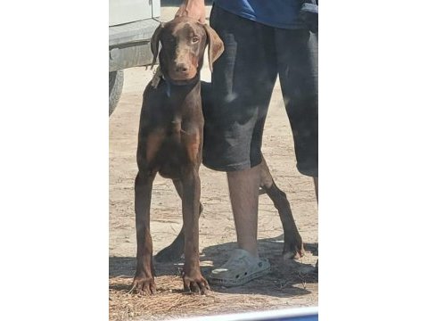 Şecereli 8 aylık felix doberman oğlumu sahiplendireceğim