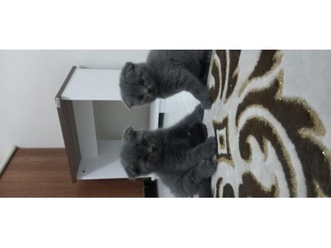 British shorthair yavru kediler