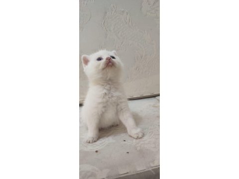 British shorthair minikler