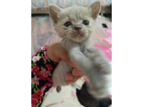 British kedisi 2 aylık
