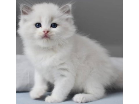 Türkiye'nin en değerli kedisi ragdoll