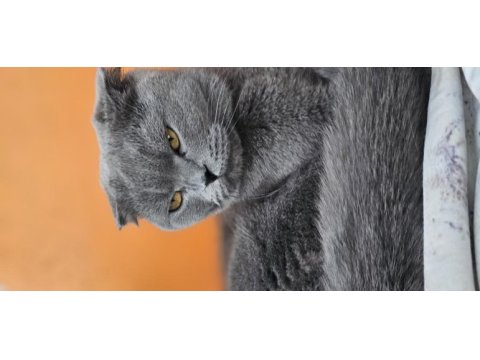 Bakımlı evcil ev kedisi gri dişi scottish fold