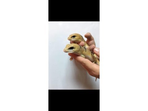 Peters banded skink faturalı evraklı şekilde
