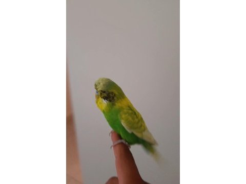 Ele alışık erkek jumbo muhabbet kuşu